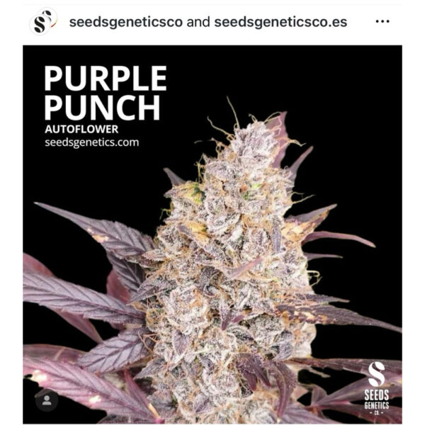 เมล็ดกัญชา Purple Punch (Auto) - Seeds Genetics.Co - Image 2