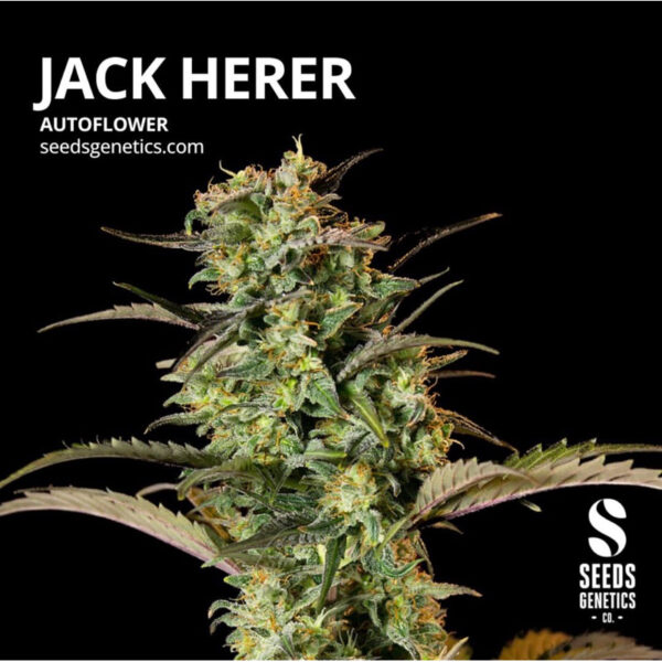 เมล็ดกัญชา Jack Herer (Auto) - Seeds Genetics.Co - Image 2
