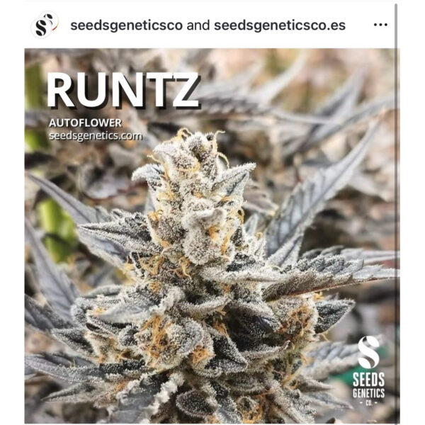 เมล็ดกัญชา Runtz (Auto) ขายดี* - Seeds Genetics.Co - Image 2