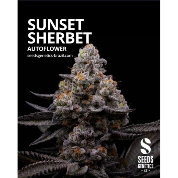 เมล็ดกัญชา Sunset Sherbet (Auto) - Seeds Genetics.Co - Image 2
