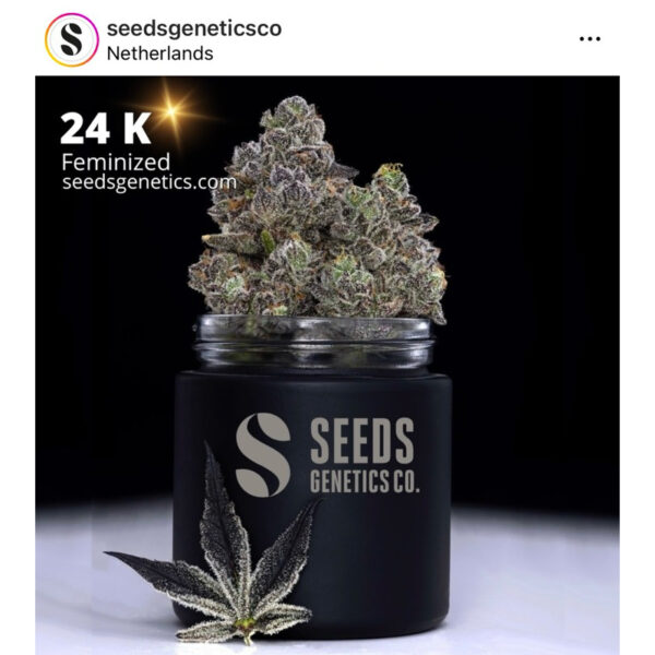 เมล็ดกัญชา 24K Gold (Fem) - Seeds Genetics.Co - Image 2