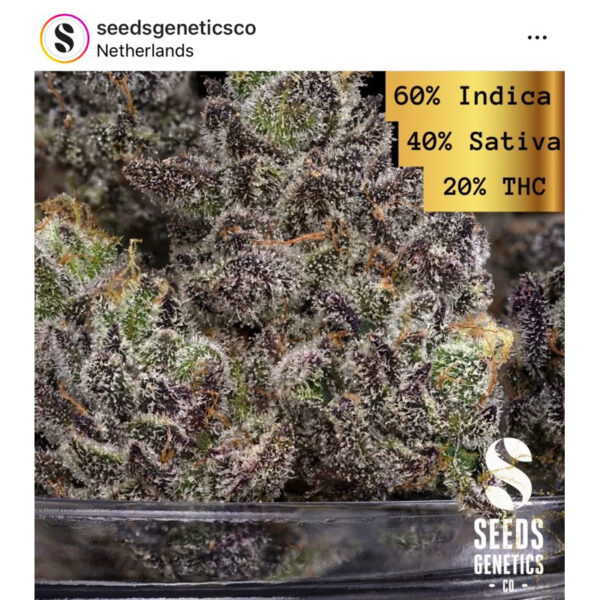 เมล็ดกัญชา 24K Gold (Fem) - Seeds Genetics.Co - Image 6
