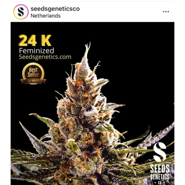 เมล็ดกัญชา 24K Gold (Fem) - Seeds Genetics.Co - Image 4