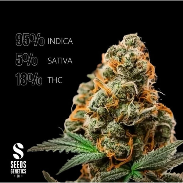 เมล็ดกัญชา Super Lemon Haze (Auto) - Seeds Geneitcs.Co - Image 2