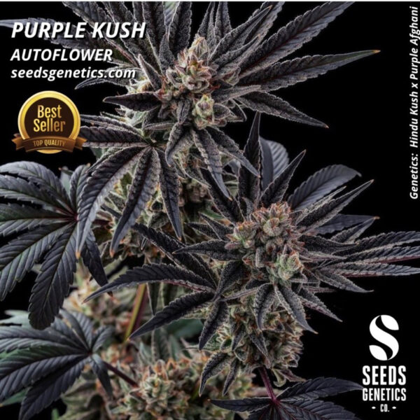 เมล็ดกัญชา Purple Kush (Auto) - Seeds Genetics.Co - Image 3