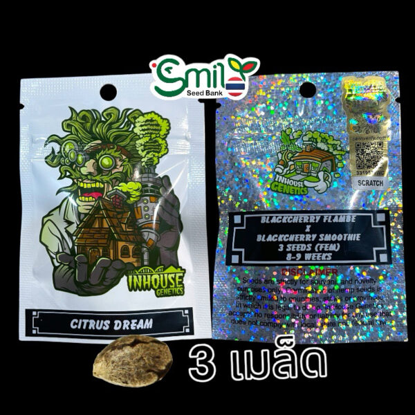 เมล็ดกัญชา Citrus Dream (Fem) ใหม่ 9/2024* - In House Genetics - Image 7