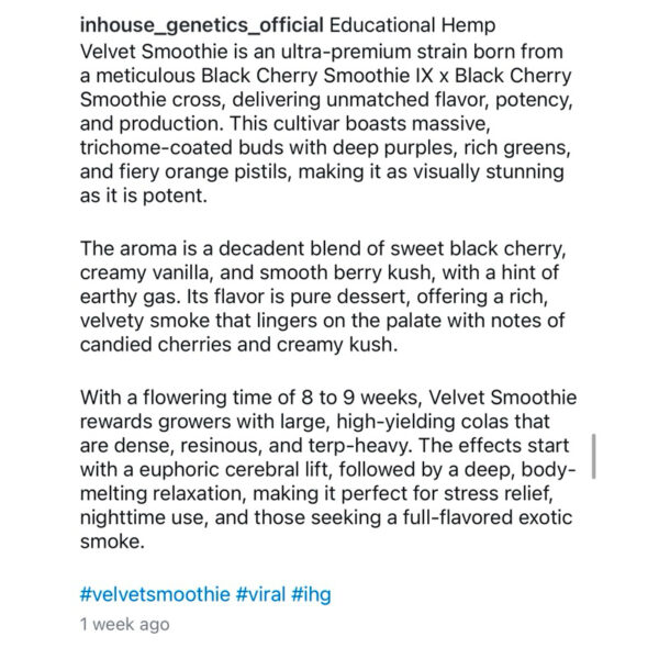 เมล็ดกัญชา Velvet Smoothie (Fem) 12/2024* ใหม่ - In House Genetics - Image 8
