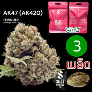 เมล็ดกัญชา AK47 (Fem) Winner Cup* - Seeds Genetics.Co