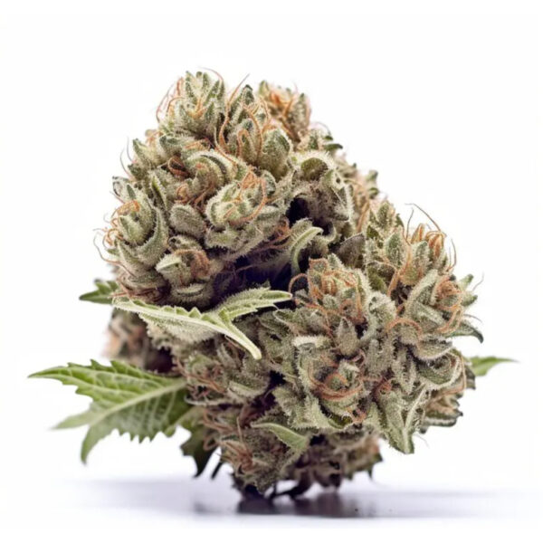 เมล็ดกัญชา AK47 (Fem) Winner Cup* - Seeds Genetics.Co - Image 2