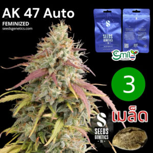 เมล็ดกัญชา AK47 (Auto) หรือ AK 420 -  Seeds Genetics.Co
