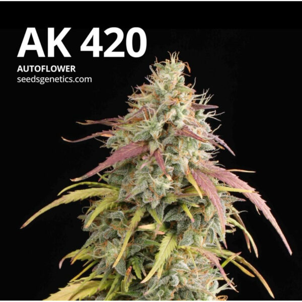 เมล็ดกัญชา AK47 (Auto) หรือ AK 420 -  Seeds Genetics.Co - Image 2
