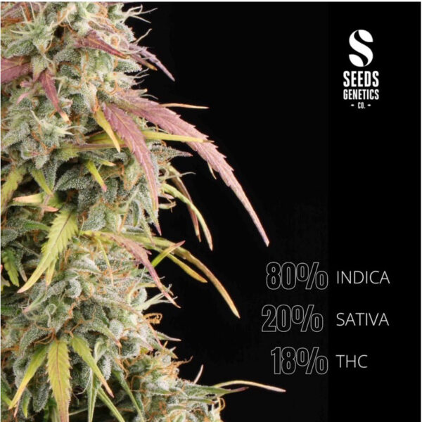 เมล็ดกัญชา AK47 (Auto) หรือ AK 420 -  Seeds Genetics.Co - Image 6