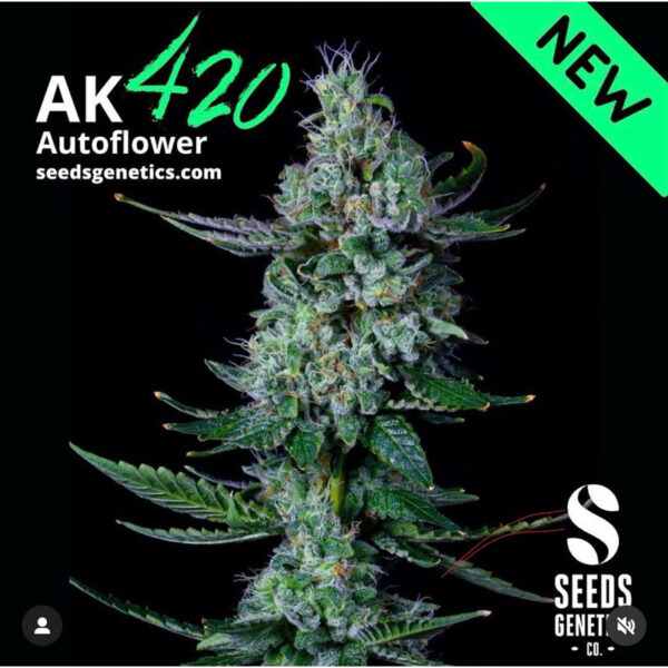 เมล็ดกัญชา AK47 (Auto) หรือ AK 420 -  Seeds Genetics.Co - Image 5
