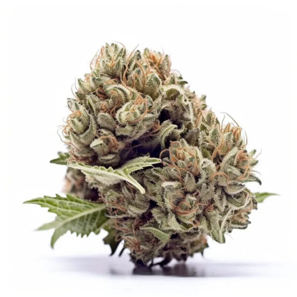 เมล็ดกัญชา AK47 (Auto) หรือ AK 420 -  Seeds Genetics.Co - Image 4