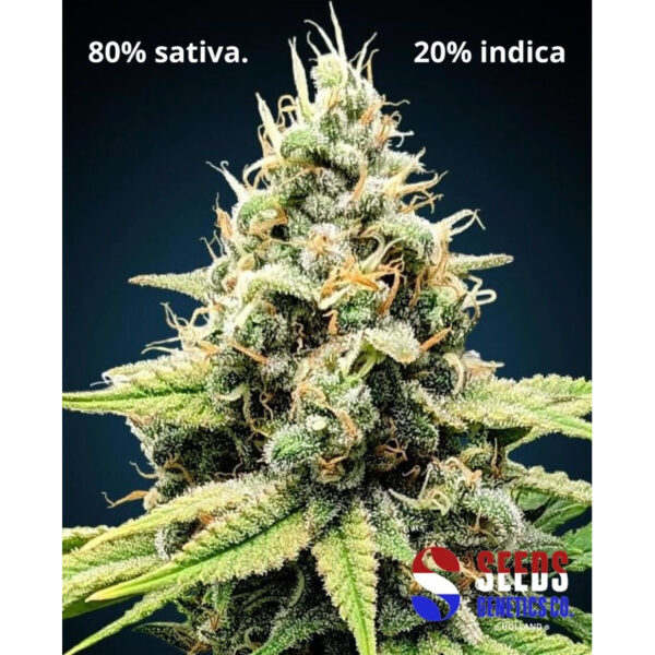 เมล็ดกัญชา Amnesia Haze (Fem) - Seeds Genetics.Co - Image 3