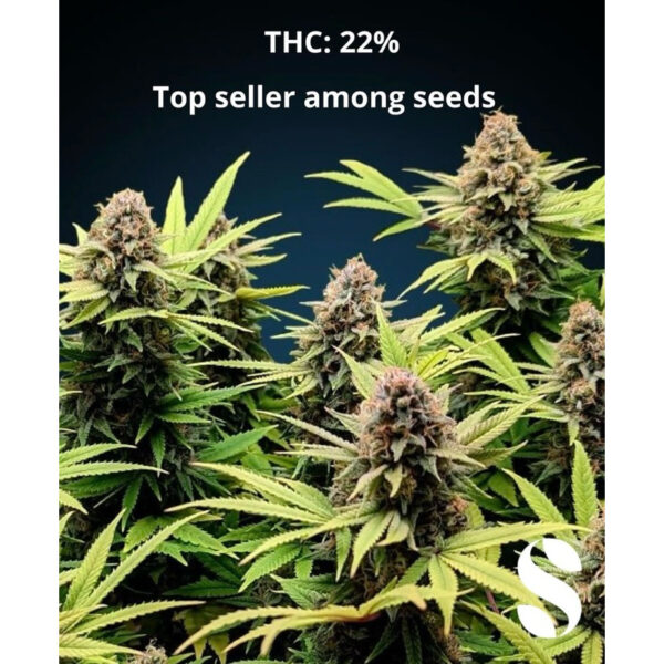 เมล็ดกัญชา Amnesia Haze (Fem) - Seeds Genetics.Co - Image 2