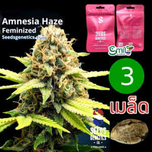 เมล็ดกัญชา Amnesia Haze (Fem) - Seeds Genetics.Co