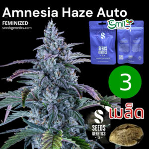 เมล็ดกัญชา  Amnesia Haze (Auto) - Seeds Genetics.Co