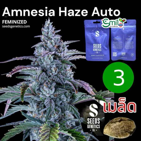 เมล็ดกัญชา  Amnesia Haze (Auto) - Seeds Genetics.Co
