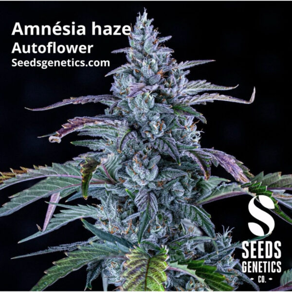 เมล็ดกัญชา  Amnesia Haze (Auto) - Seeds Genetics.Co - Image 2