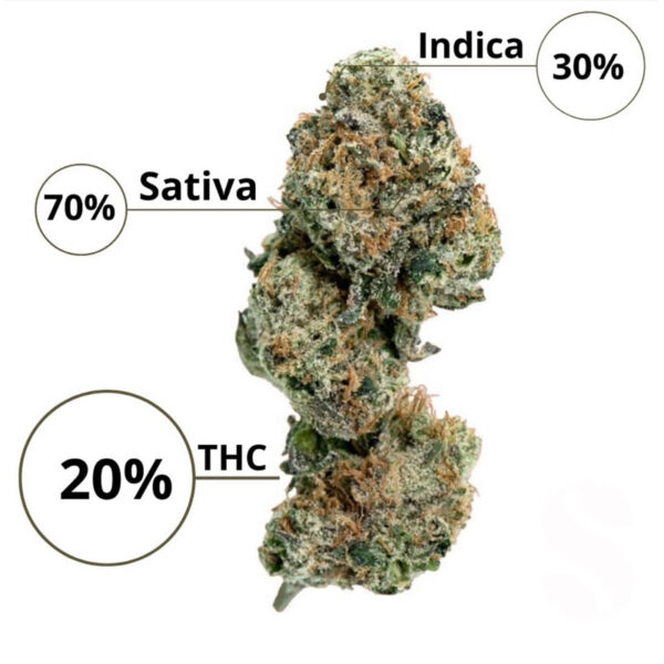 เมล็ดกัญชา  Amnesia Haze (Auto) - Seeds Genetics.Co - Image 7