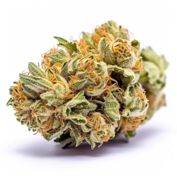 เมล็ดกัญชา  Amnesia Haze (Auto) - Seeds Genetics.Co - Image 6