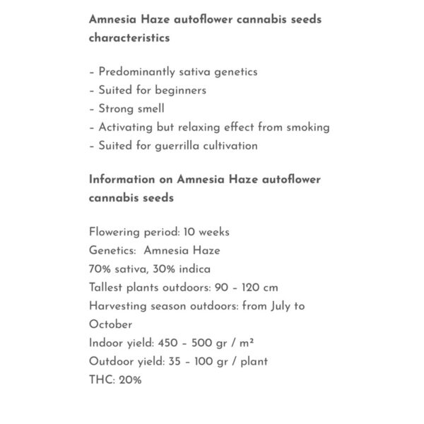 เมล็ดกัญชา  Amnesia Haze (Auto) - Seeds Genetics.Co - Image 3