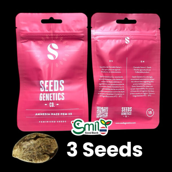 เมล็ดกัญชา Amnesia Haze (Fem) - Seeds Genetics.Co - Image 7