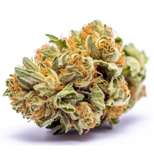 เมล็ดกัญชา Amnesia Haze (Fem) - Seeds Genetics.Co - Image 5