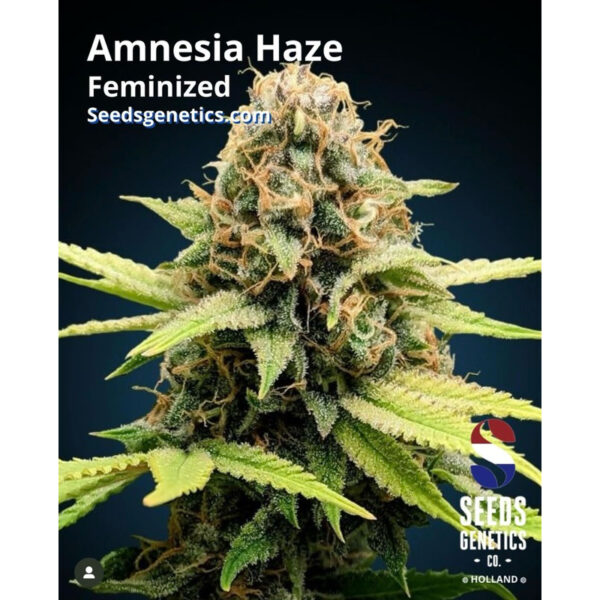 เมล็ดกัญชา Amnesia Haze (Fem) - Seeds Genetics.Co - Image 4