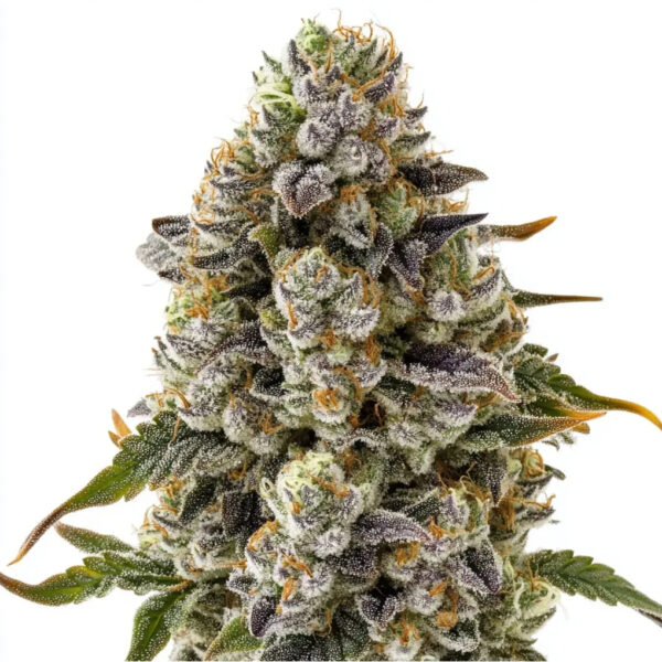 เมล็ดกัญชา Apple Fritter (Fem) - Seeds Genetics.Co - Image 2