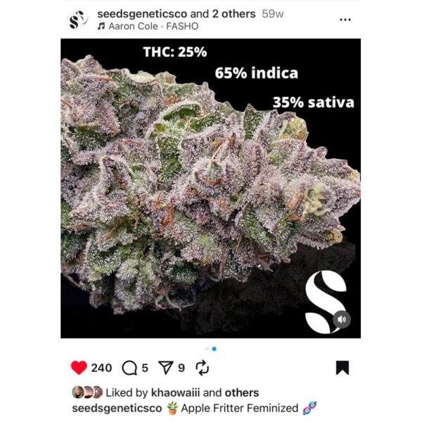 เมล็ดกัญชา Apple Fritter (Fem) - Seeds Genetics.Co - Image 6