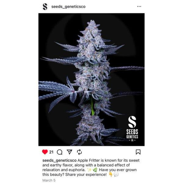เมล็ดกัญชา Apple Fritter (Fem) - Seeds Genetics.Co - Image 5