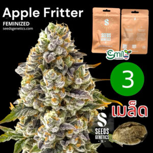 เมล็ดกัญชา Apple Fritter (Fem) - Seeds Genetics.Co