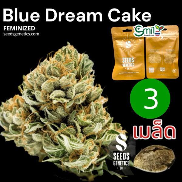 เมล็ดกัญชา Blue Dream Cake (FEM) ใหม่ 2025 * - Seeds Genetics.Co