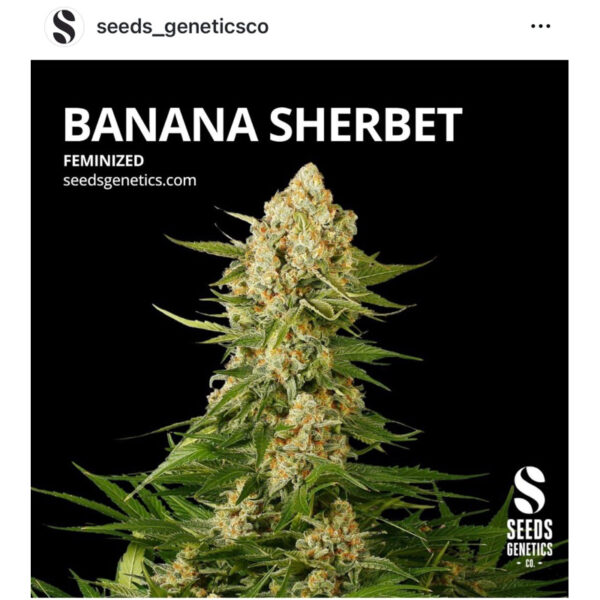 เมล็ดกัญชา Banana Sherbet (Fem) - Seeds Genetics.Co - Image 2