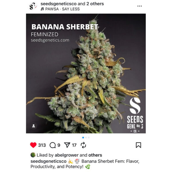 เมล็ดกัญชา Banana Sherbet (Fem) - Seeds Genetics.Co - Image 7
