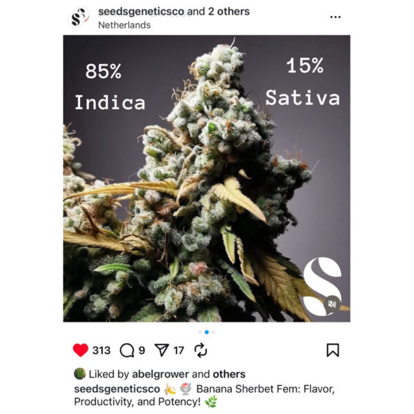 เมล็ดกัญชา Banana Sherbet (Fem) - Seeds Genetics.Co - Image 6