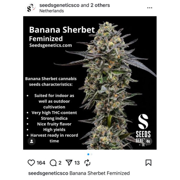เมล็ดกัญชา Banana Sherbet (Fem) - Seeds Genetics.Co - Image 5