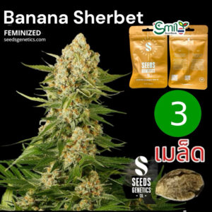 เมล็ดกัญชา Banana Sherbet (Fem) - Seeds Genetics.Co