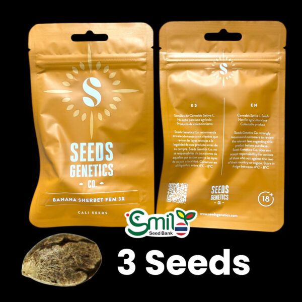 เมล็ดกัญชา Banana Sherbet (Fem) - Seeds Genetics.Co - Image 8
