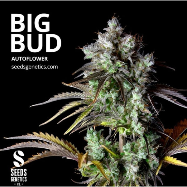 เมล็ดกัญชา Big Bud (Auto) - Seeds Genetics.Co - Image 2