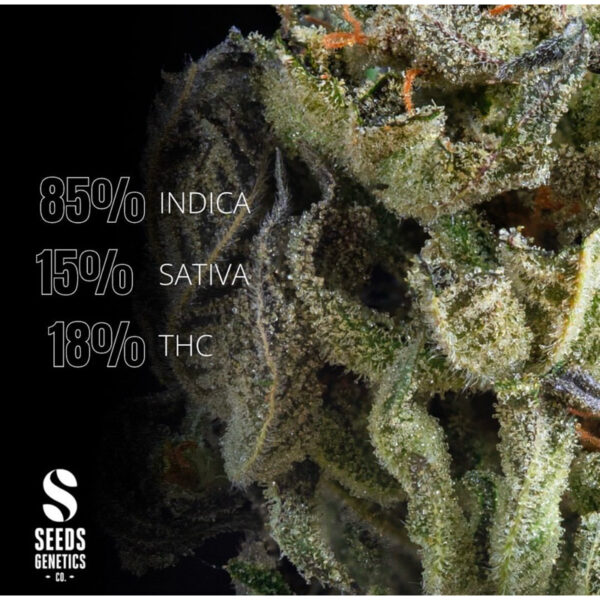 เมล็ดกัญชา Big Bud (Auto) - Seeds Genetics.Co - Image 7