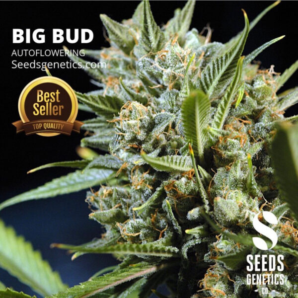 เมล็ดกัญชา Big Bud (Auto) - Seeds Genetics.Co - Image 6