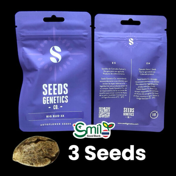 เมล็ดกัญชา Big Bud (Auto) - Seeds Genetics.Co - Image 5
