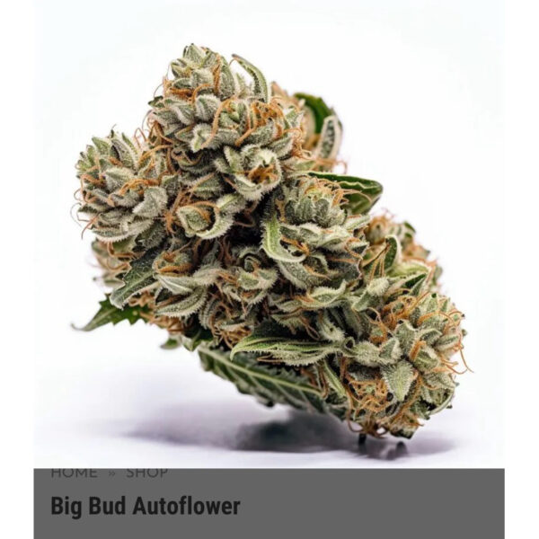 เมล็ดกัญชา Big Bud (Auto) - Seeds Genetics.Co - Image 4