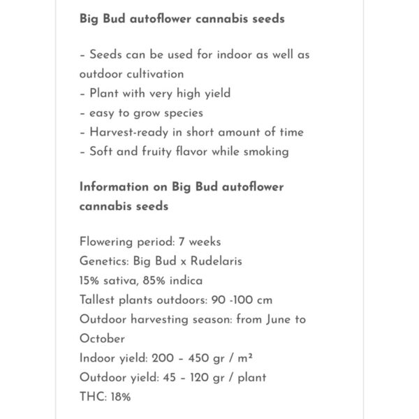 เมล็ดกัญชา Big Bud (Auto) - Seeds Genetics.Co - Image 3