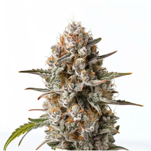 เมล็ดกัญชา Biscotti (Fem) ใหม่* - Seeds Genetics.Co - Image 2