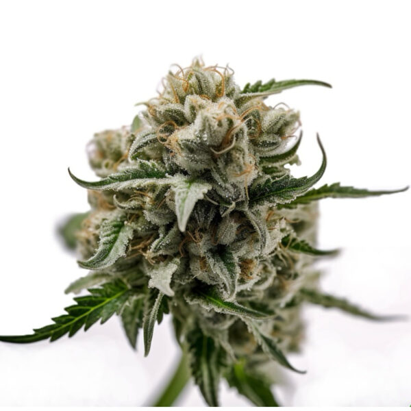เมล็ดกัญชา Biscotti (Fem) ใหม่* - Seeds Genetics.Co - Image 6
