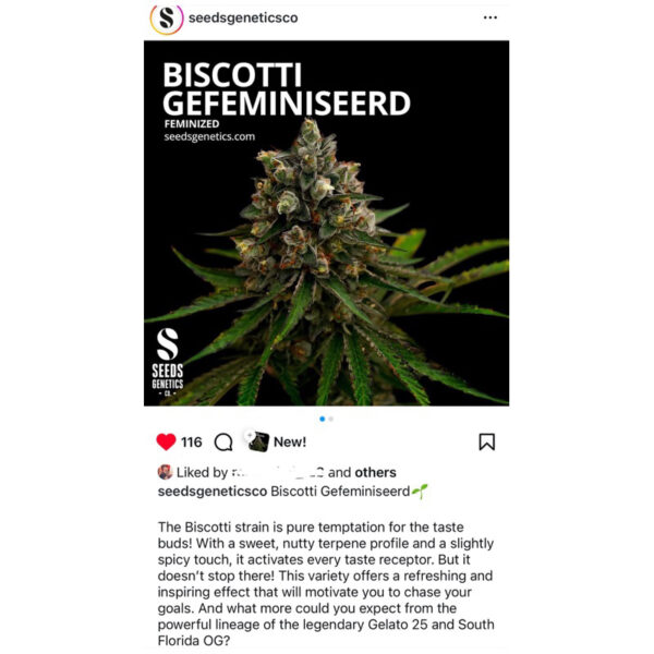 เมล็ดกัญชา Biscotti (Fem) ใหม่* - Seeds Genetics.Co - Image 5